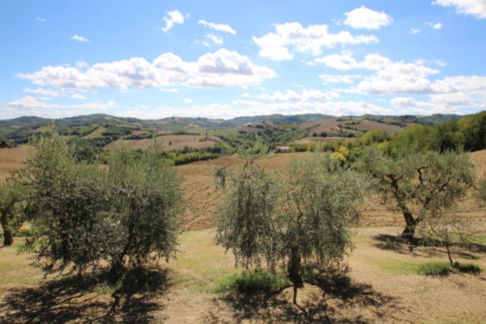 terre roveresche (6)