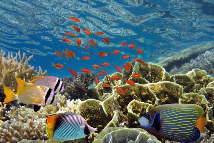 viaggio maldive in barca (4)