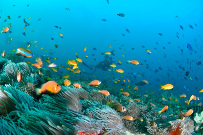 viaggio maldive in barca (7)